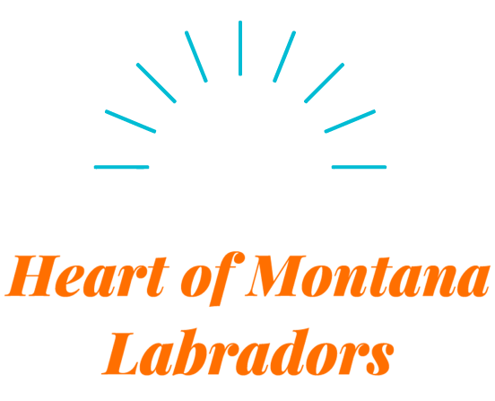 Heart of Montana Labradors